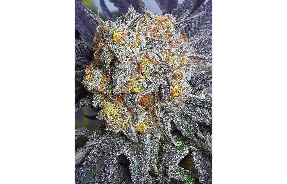 Koby's Organics Fatal Recipe Fem 10 pk