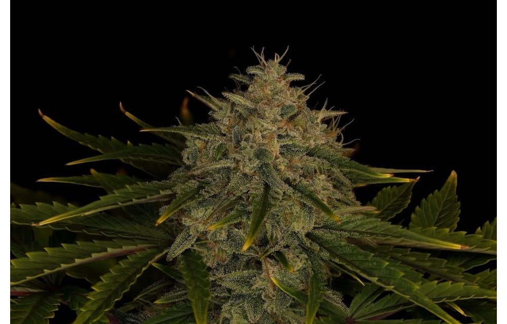 Twenty20 Mendocino Ogreberry Auto Fem 6 pk