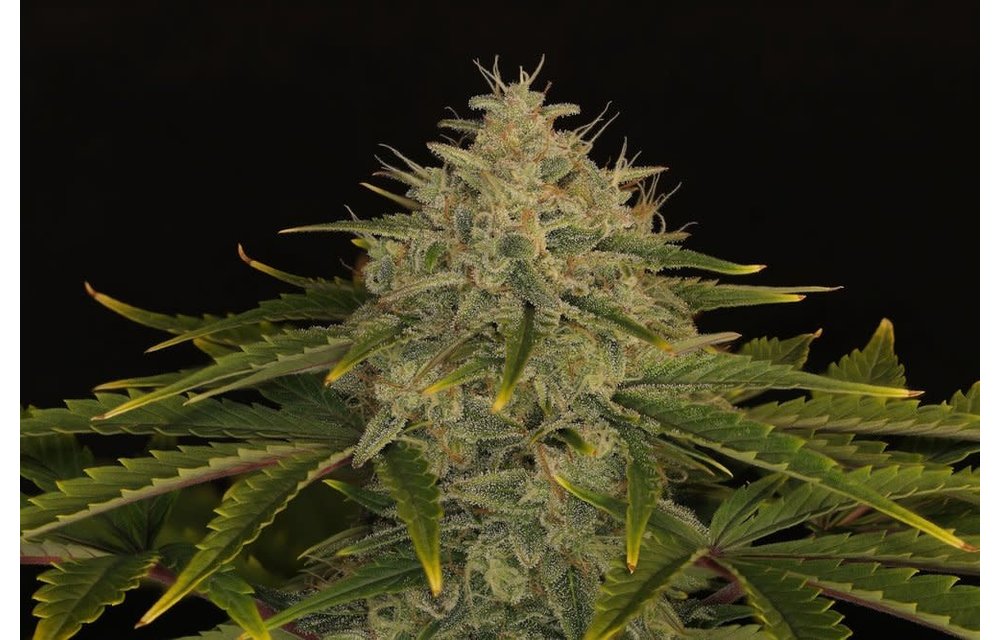 Twenty20 Mendocino Ogreberry Auto Fem 6 pk