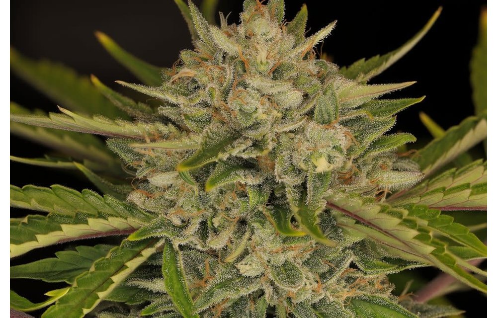 Twenty20 Mendocino Ogreberry Auto Fem 6 pk