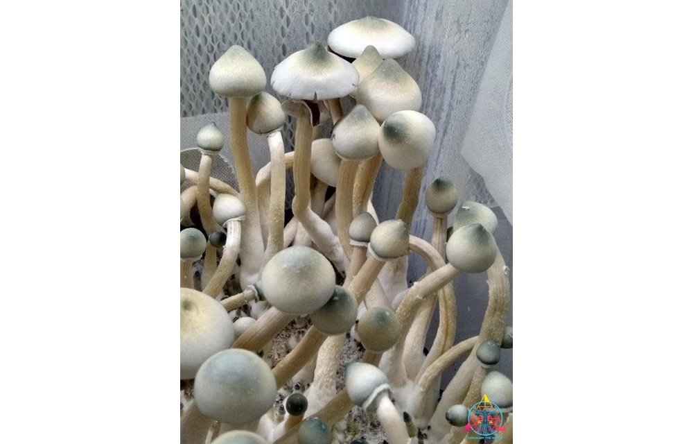 AA+ Leucistic Cubensis Spore Print ITW-P1