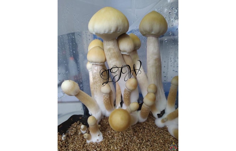 AA+ Leucistic Cubensis Spore Syringe S1