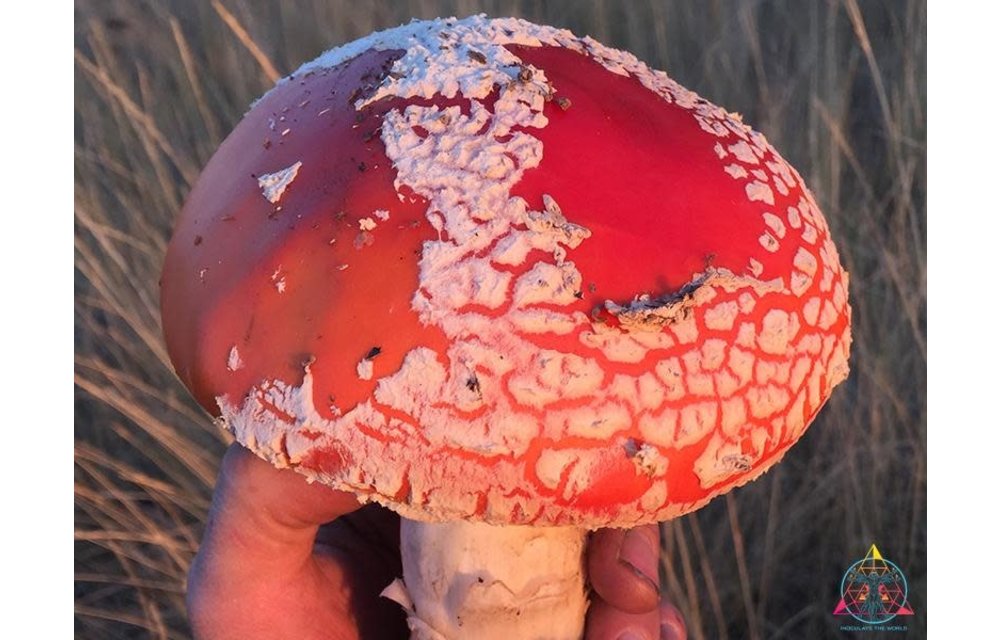 Amanita Muscaria Liquid Culture Syringe M1