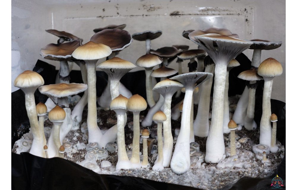 Amazon Cubensis Spore Syringe S2