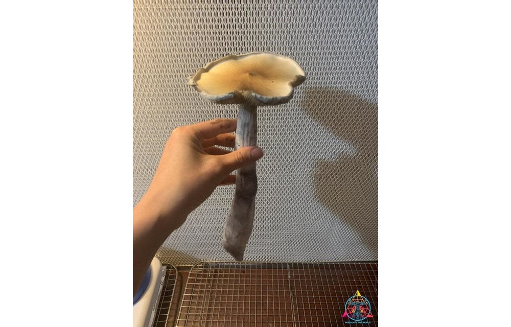 Amazon Cubensis Spore Syringe S2