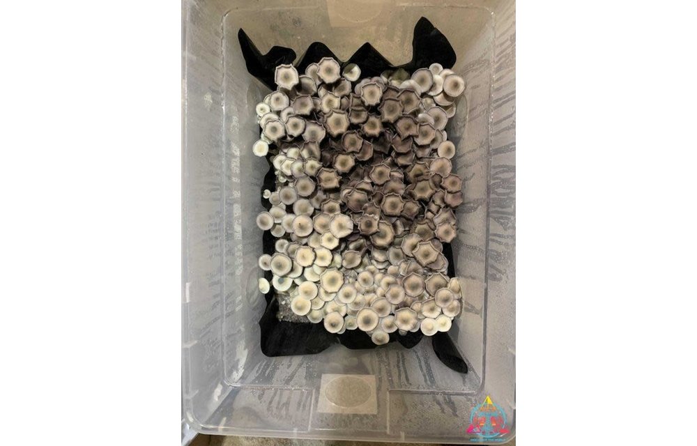 APE REVERT Cubensis Spore Syringe ITW-S3