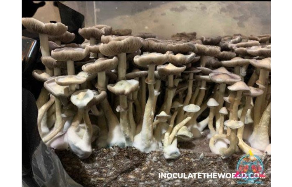 APE REVERT Cubensis Spore Syringe ITW-S3