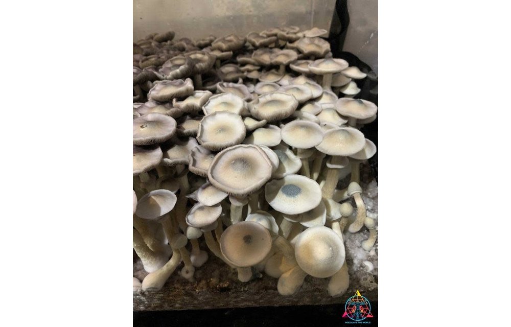 APE REVERT Cubensis Spore Syringe ITW-S3