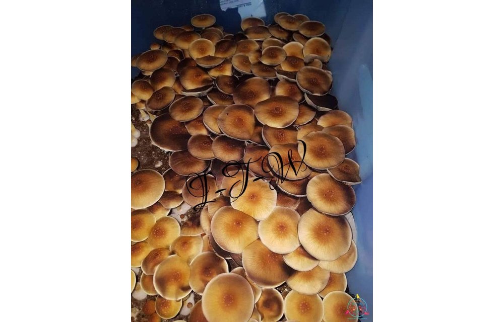 B+ Cubensis Spore Syringe S4
