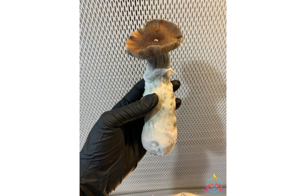Blue Magnolia Cubensis Spore Syringe S5
