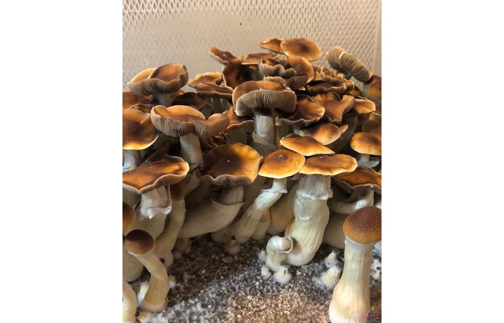 Blue Magnolia Cubensis Spore Syringe S5