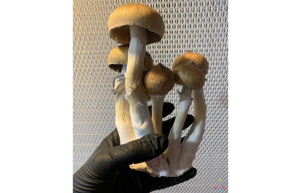 Blue Meanie Cubensis Spore Syringe S6