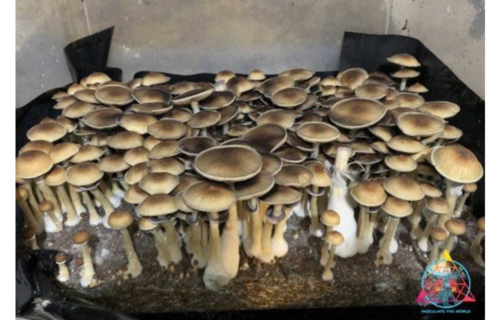 Blue Meanie Spore Print P3