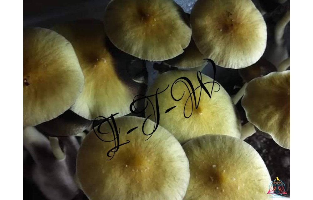Cambodian Cubensis Spore Syringe S7