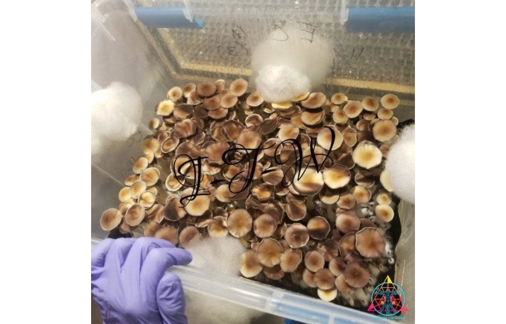 Ecuador Cubensis Spore Syringe S8