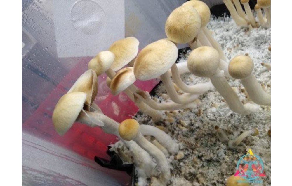 Golden Halo Spore Syringe S9