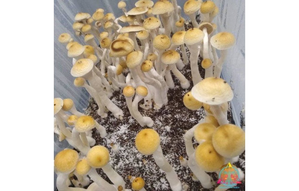 Golden Halo Spore Syringe S9