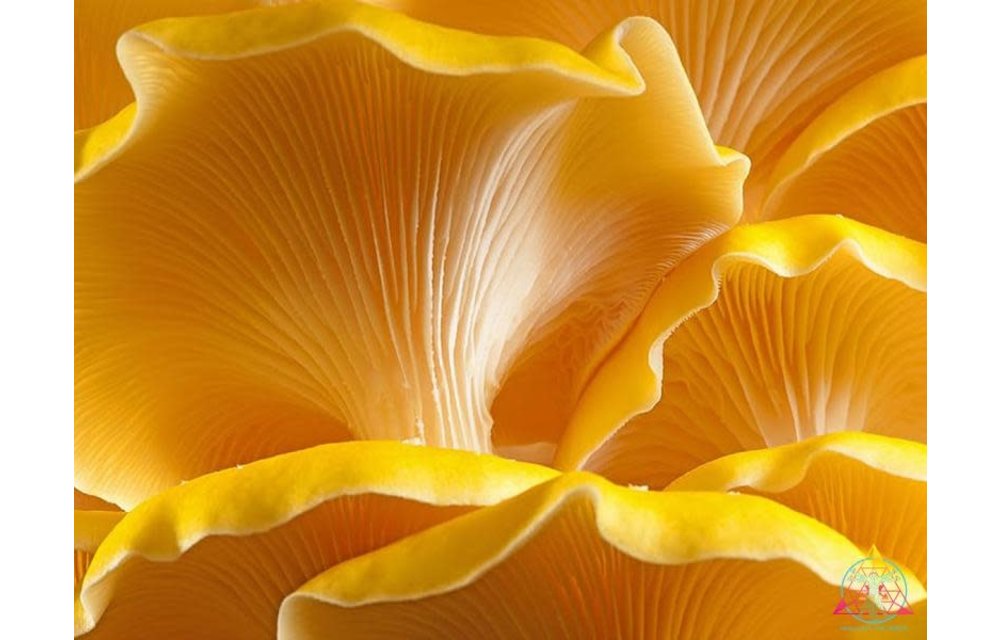 Golden Oyster aka Pleurotus citrinopileatus Liquid Culture Syringe M3