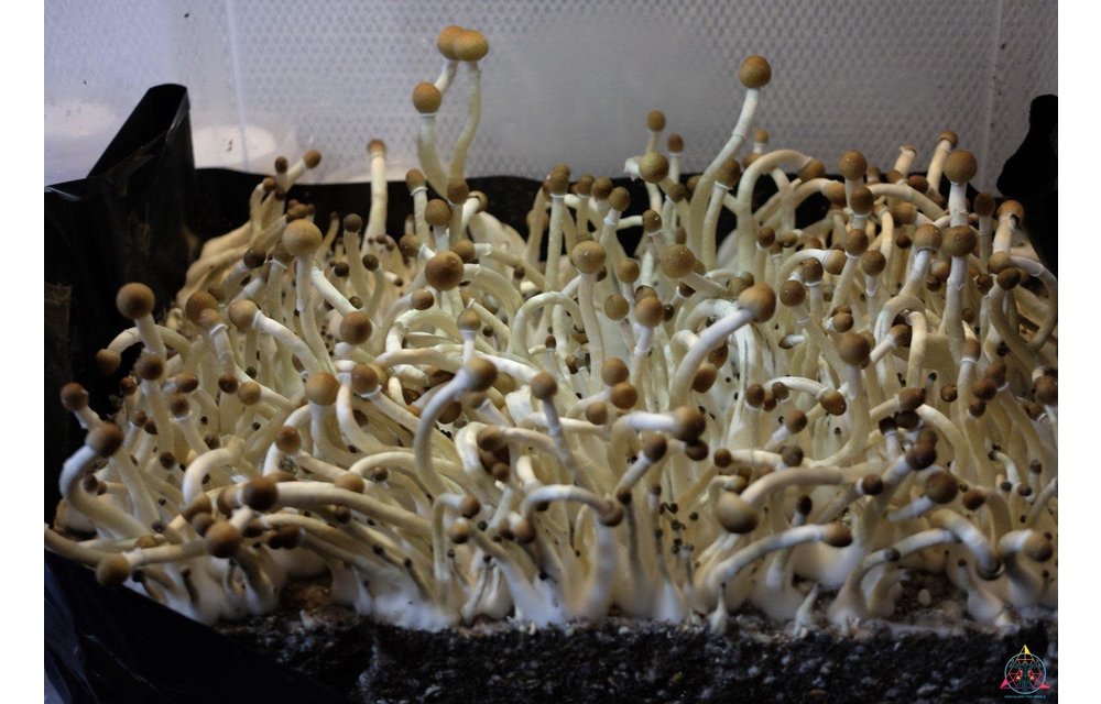 Guapiles Cubensis (Wild Costa Rica) Spore Syringe S12