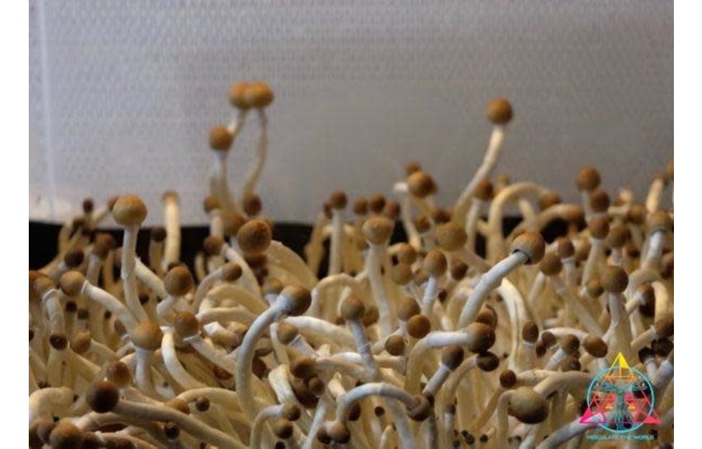 Guapiles Cubensis (Wild Costa Rica) Spore Syringe S12