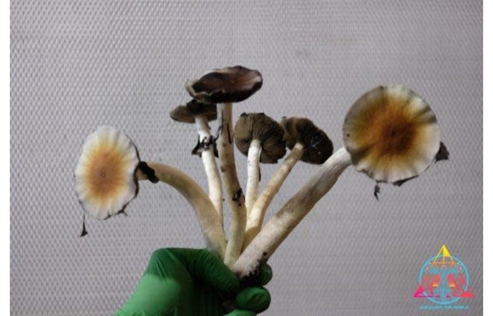 Guapiles Cubensis (Wild Costa Rica) Spore Syringe S12