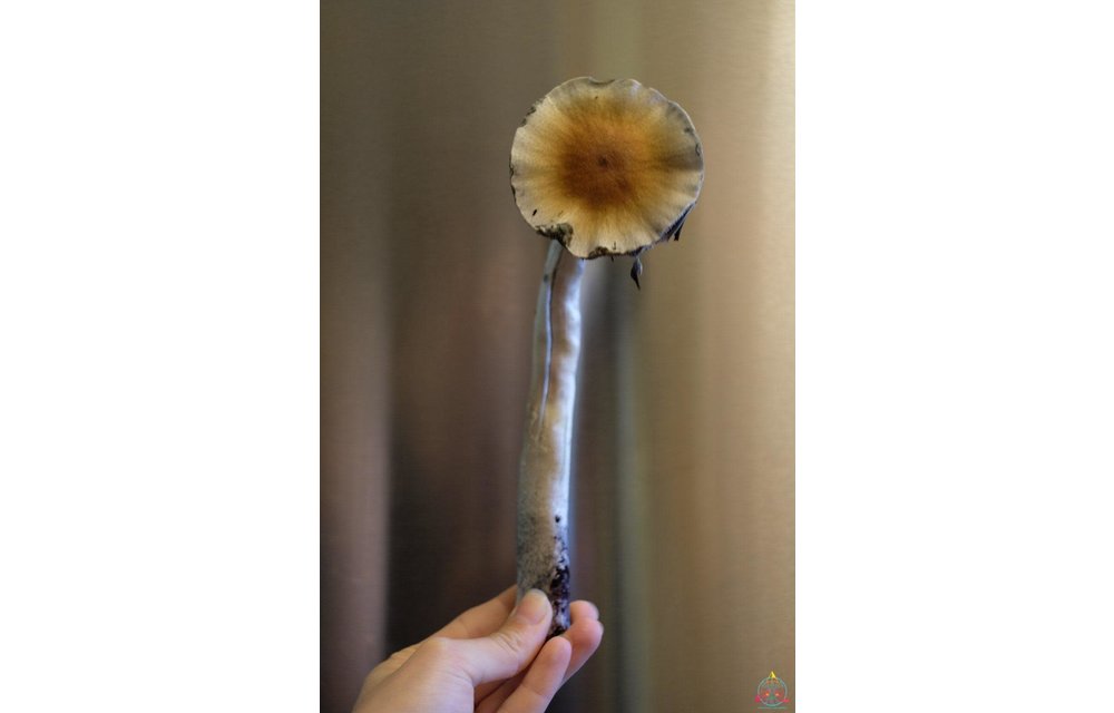 Guapiles Cubensis (Wild Costa Rica) Spore Syringe S12