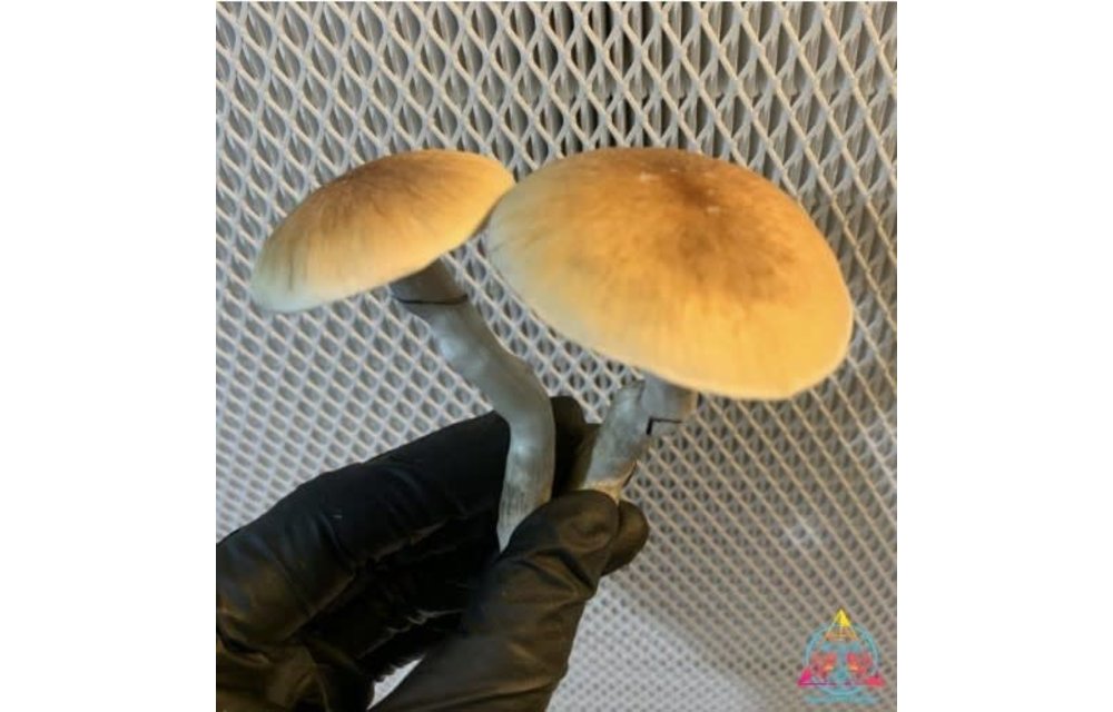Hawaiian Spore Print P5