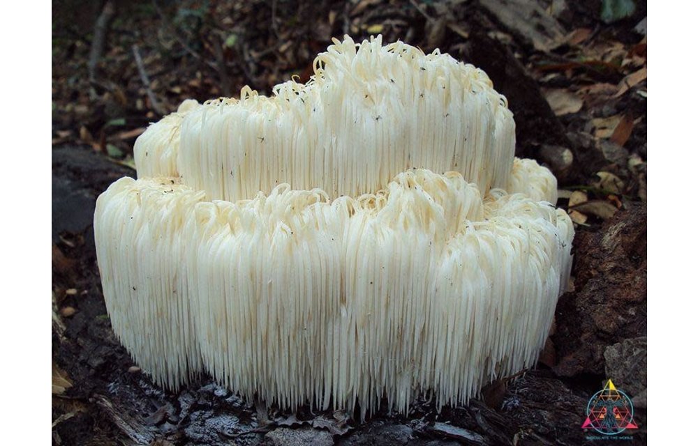 Hericium erinaceus “Lion’s Mane” Liquid Culture Syringe ITW- M4