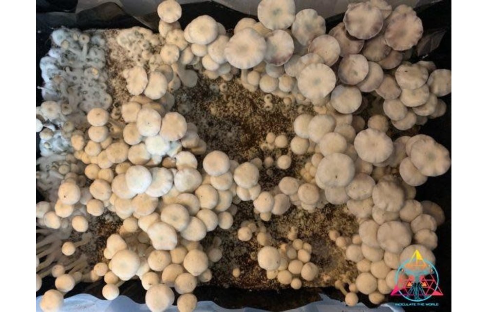 Leucistic Burma Spore Syringe S15