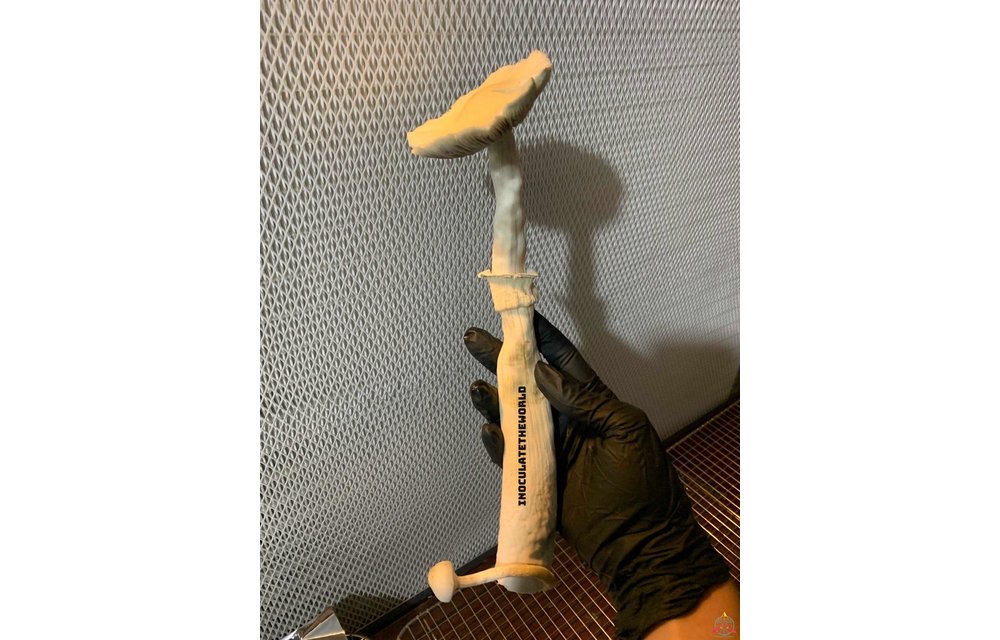 Leucistic Golden Teacher (LGT) Isolated Syringe L21