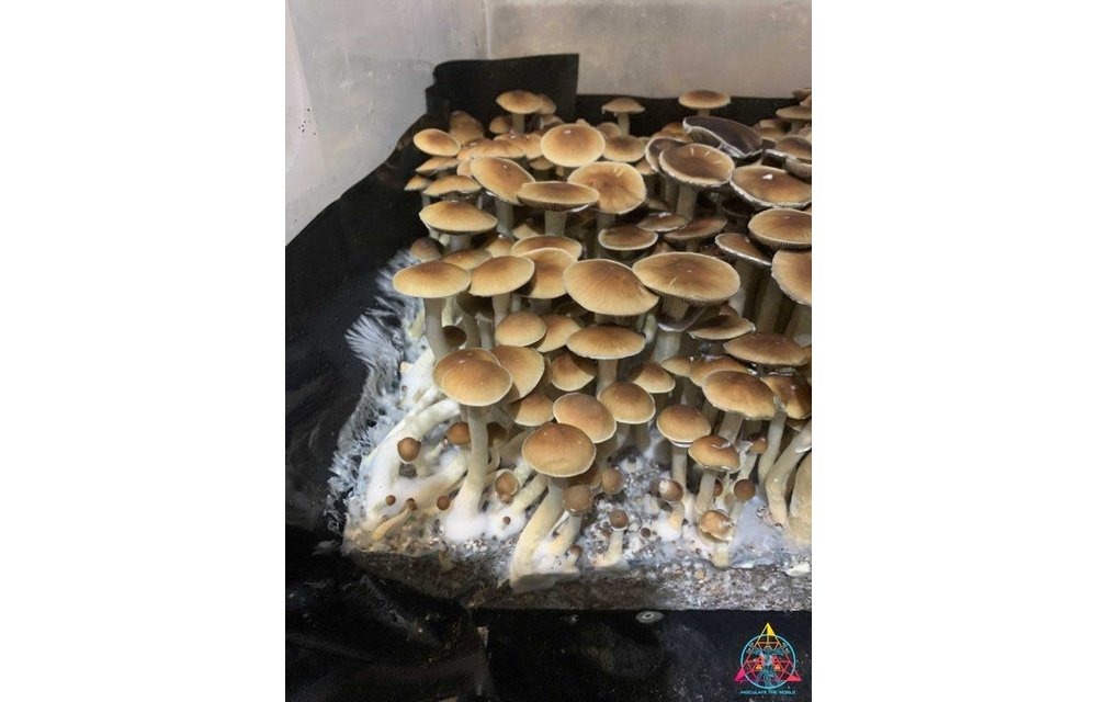 Malaysian aka Malabar Cubensis Spore Syringe ITW- S18