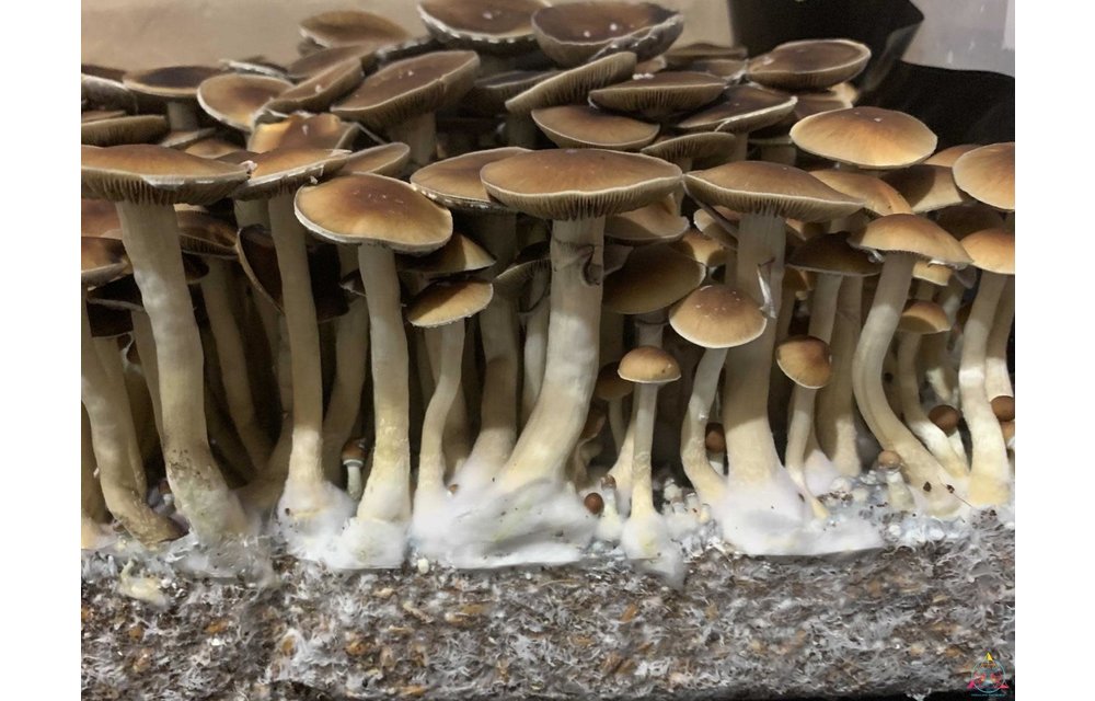 Malaysian aka Malabar Cubensis Spore Syringe ITW- S18