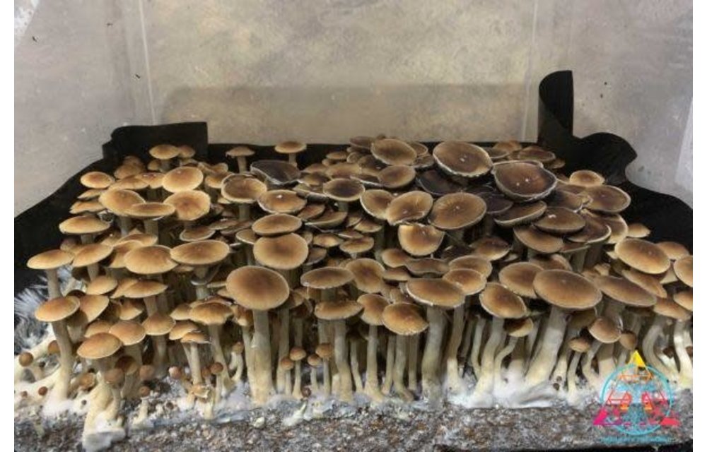 Malaysian aka Malabar Cubensis Spore Syringe ITW- S18