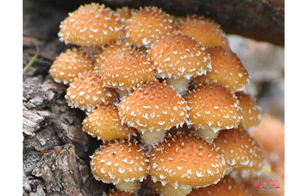 Pholiota adiposa The Chestnut Mushroom Liquid Culture Syringe M6