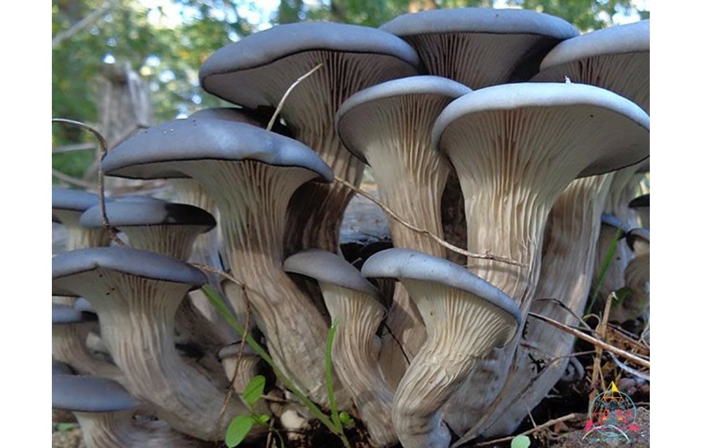 Pleurotus columbinus Blue Oyster Liquid Culture Syringe ITW-M8