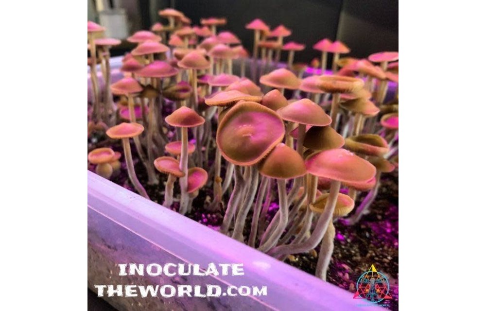 Psilocybe Hoogshagenii var. Convexa Isolated Syringe ITW-L35