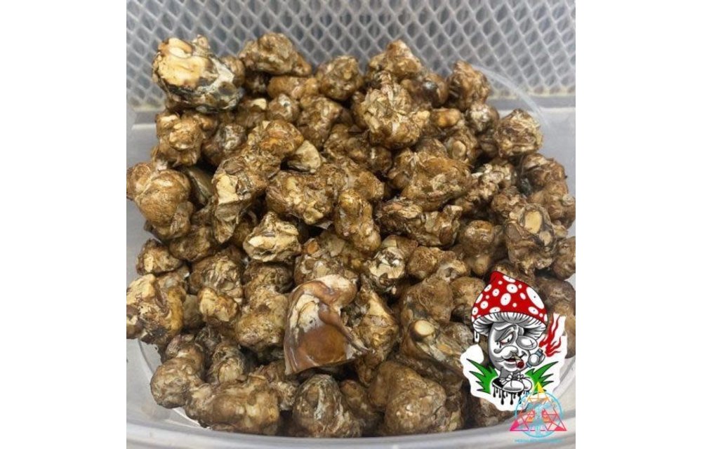 Psilocybe Tampanensis “Truffle Producer” Isolated Syringe L38