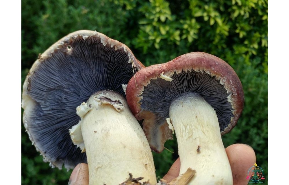 Stropharia rugosoannulata. Cannabis Growers Best Friend Liquid Culture Syringe ITW-M10