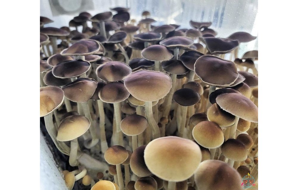 Tosohatchee Cubensis Spore Syringe S24