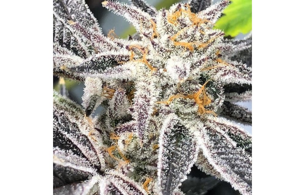 Platinum Dosi Fem 10 pk