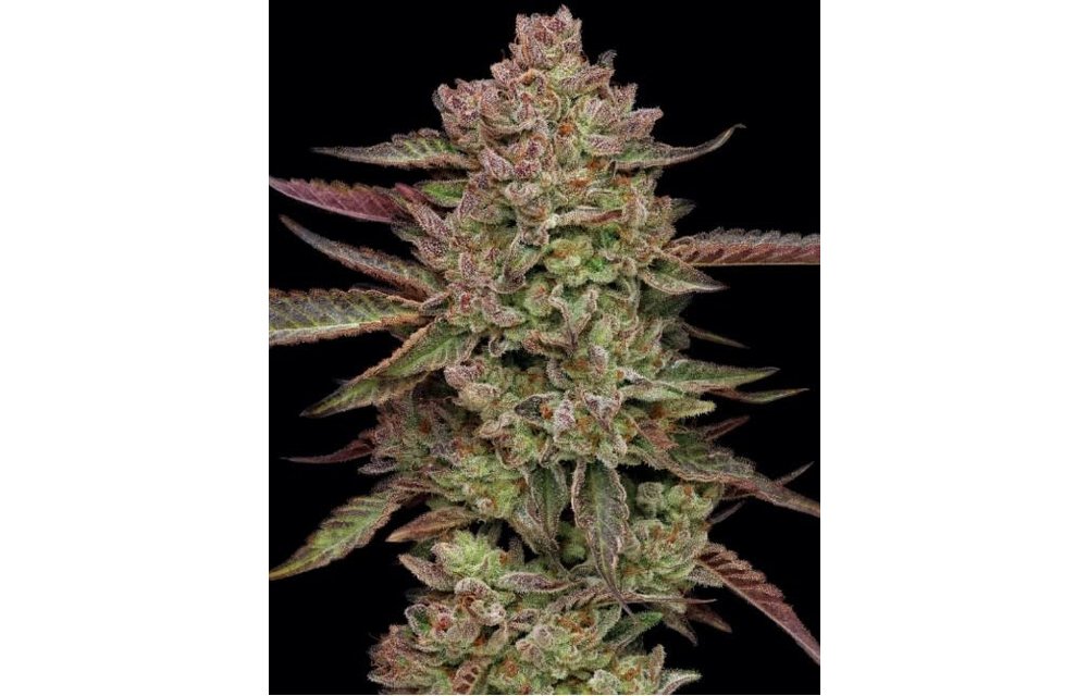 Humboldt Seed Company Gazzurple Fem 10 pk
