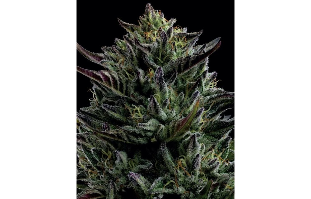 Humboldt Seed Company California Octane Fem 10 pk