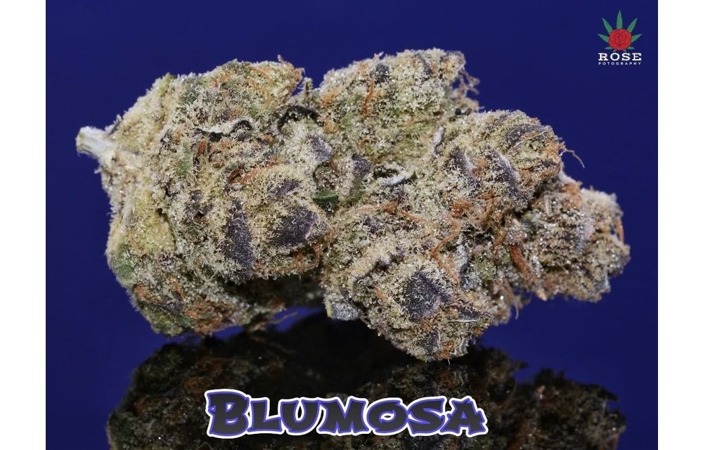 Mosca Seeds Blumosa S1 Fem 6 pk