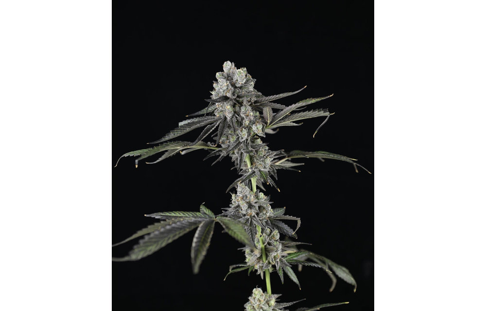 Mosca Seeds Tres Grapes Sky Auto Fem 5 pk