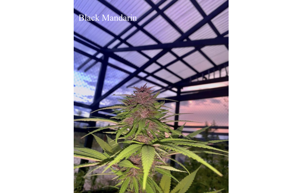 Black Mandarin Reg 10 pk