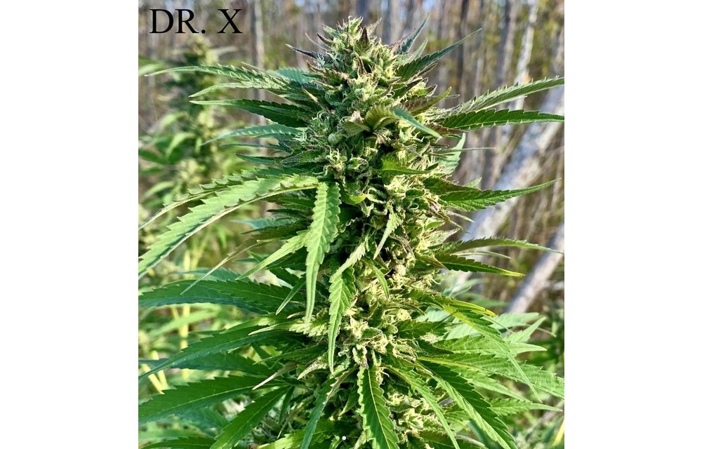 Dr. X Reg 10 pk