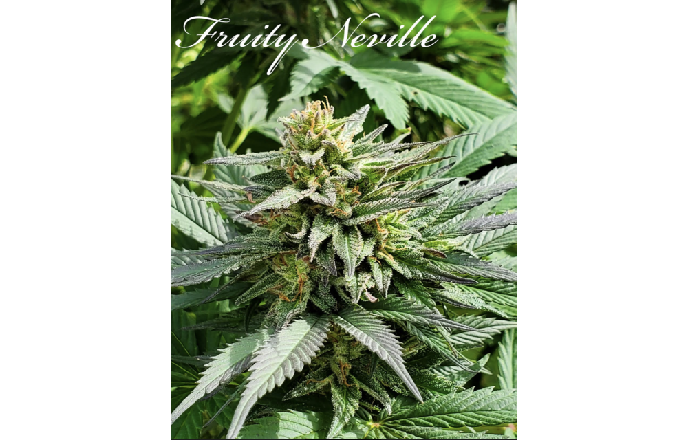 Fruity Neville Reg 10 pk