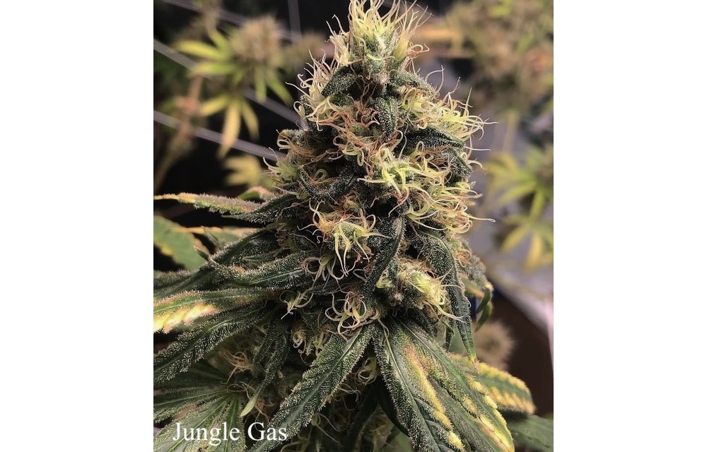 Jungle Gas Reg 12 pk