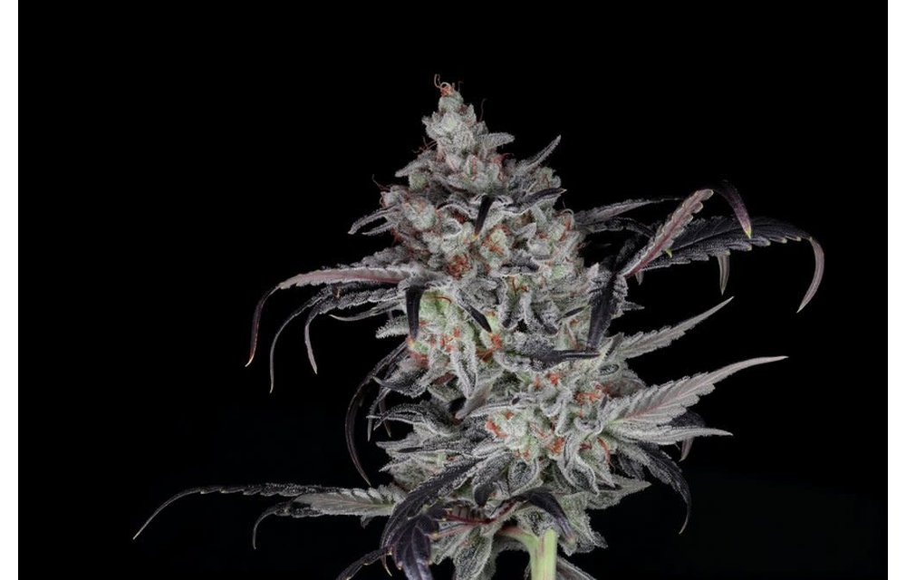 Twenty20 Mendocino Cali Couture Fem 6 pk