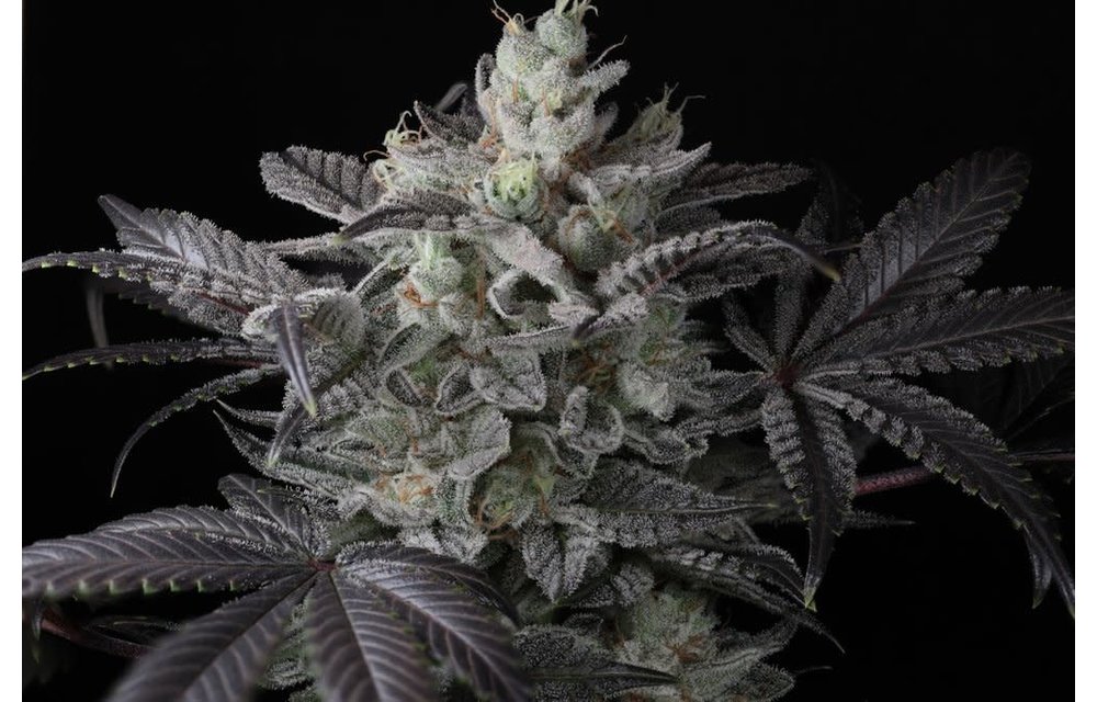 Twenty20 Mendocino Cali Couture Fem 6 pk